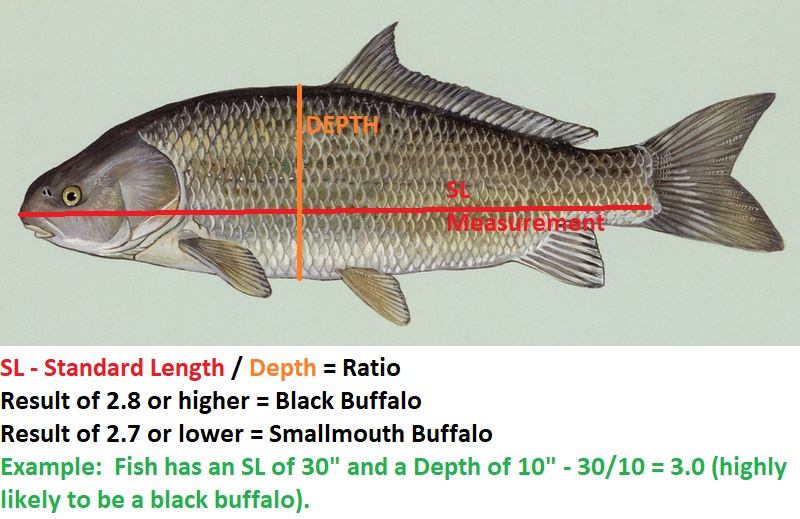 Smallmouth Buffalo vs. Black Buffalo: How to tell difference. – Obscure Adventures
